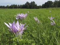 Colchicum autumnale 13, Herfsttijloos, Saxifraga-Rob Felix : Plantae, Plants, planten