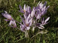 Colchicum autumnale 17, Herfsttijloos, Saxifraga-Willem van Kruijsbergen