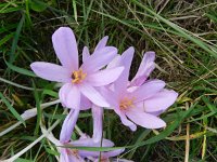 Colchicum autumnale 26, Herfsttijloos, Saxifraga-Rutger Barendse