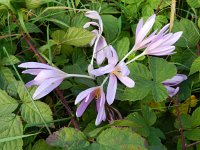 Colchicum autumnale 27, Herfsttijloos, Saxifraga-Rutger Barendse