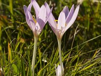 Colchicum autumnale 28, Herfsttijloos, Saxifraga-Jan Nijendijk