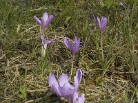 Colchicum autumnale 3, Herfsttijloos, Saxifraga-Jan van der Straaten