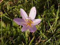 Colchicum autumnale 31, Herfsttijloos, Saxifraga-Jan Nijendijk