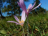 Colchicum autumnale 34, Herfsttijloos, Saxifraga-Ed Stikvoort