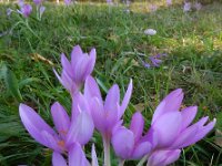 Colchicum autumnale 36, Herfsttijloos, Saxifraga-Ed Stikvoort