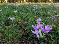 Colchicum autumnale 37, Herfsttijloos, Saxifraga-Ed Stikvoort