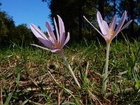 Colchicum autumnale 38, Herfsttijloos, Saxifraga-Ed Stikvoort