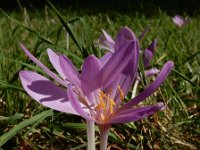 Colchicum autumnale 41, Herfsttijloos, Saxifraga-Ed Stikvoort