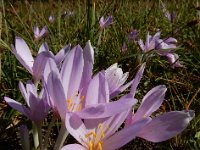 Colchicum autumnale 46, Herfsttijloos, Saxifraga-Ed Stikvoort