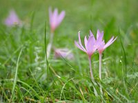 Colchicum autumnale 49, Herfstijlloos, Saxifraga-Tom Heijnen