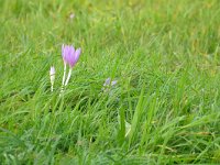 Colchicum autumnale 52, Herfstijlloos, Saxifraga-Tom Heijnen