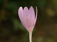 Colchicum autumnale 7, Herfsttijloos, Saxifraga-Marijke Verhagen