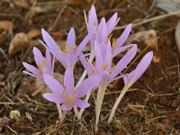 Colchicum boissieri 2, Saxifraga-Harry Jans