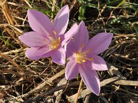 Colchicum boissieri 3, Saxifraga-Harry Jans