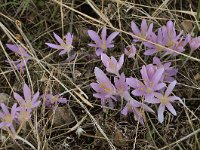 Colchicum boissieri 4, Saxifraga-Harry Jans