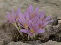 Colchicum boissieri 5, Saxifraga-Harry Jans