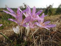 Colchicum byzantinum 10, Droogbloeier, Saxifraga-Ed Stikvoort