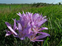 Colchicum byzantinum 3, Droogbloeier, Saxifraga-Ed Stikvoort