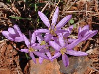 Colchicum psaridis 2, Saxifraga-Harry Jans