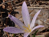 Colchicum sfikasianum 3, Saxifraga-Harry Jans