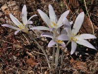 Colchicum sfikasianum 4, Saxifraga-Harry Jans