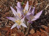 Colchicum sfikasianum 5, Saxifraga-Harry Jans