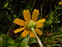 Coleostephus myconis 2, Saxifraga-Ed Stikvoort