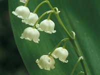 Convallaria majalis 10, Lelietje van-dalen, Saxifraga-Jan van der Straaten