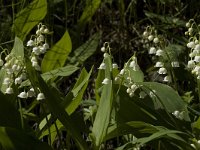 Convallaria majalis 11, Lelietje-van-dalen, Saxifraga-Jan van der Straaten