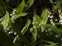 Convallaria majalis 12, Lelietje-van-dalen, Saxifraga-Jan van der Straaten