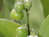 Convallaria majalis 13, Lelietje-van-dalen, Saxifraga-Rutger Barendse