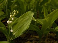 Convallaria majalis 14, Lelietje-van-dalen, Saxifraga-Jan van der Straaten