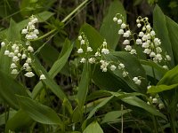 Convallaria majalis 16, Lelietje-van-dalen, Saxifraga-Jan van der Straaten