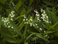 Convallaria majalis 17, Lelietje-van-dalen, Saxifraga-Jan van der Straaten