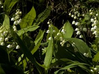 Convallaria majalis 18, Lelietje-van-dalen, Saxifraga-Jan van der Straaten