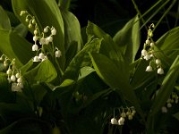 Convallaria majalis 19, Lelietje-van-dalen, Saxifraga-Jan van der Straaten