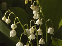 Convallaria majalis 2, Lelietje-van-dalen, Saxifraga-Jan van der Straaten