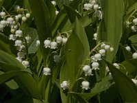 Convallaria majalis 21, Lelietje-van-dalen, Saxifraga-Jan van der Straaten