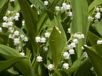 Convallaria majalis 23, Lelietje-van-dalen, Saxifraga-Jan van der Straaten