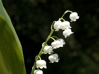 Convallaria majalis 27, Lelietje-van-dalen, Saxifraga-Jan van der Straaten