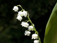 Convallaria majalis 28, Lelietje-van-dalen, Saxifraga-Jan van der Straaten