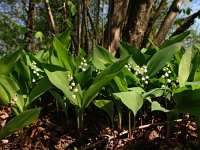 Convallaria majalis 29, Lelietje-van-dalen, Saxifraga-Hans Dekker