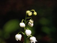 Convallaria majalis 30, Lelietje-van-dalen, Saxifraga-Hans Dekker