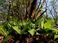 Convallaria majalis 31, Lelietje-van-dalen, Saxifraga-Hans Dekker