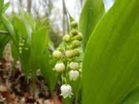 Convallaria majalis 32, Lelietje-van-dalen, Saxifraga-Rutger Barendse