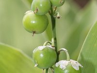 Convallaria majalis 37, Lelietje-van-dalen, Saxifraga-Rutger Barendse