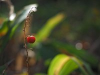 Convallaria majalis 39, Lelietje-van-dalen, Saxifraga-Hans Dekker