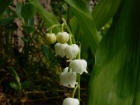 Convallaria majalis 41, Lelietje-van-dalen, Saxifraga-Ed Stikvoort