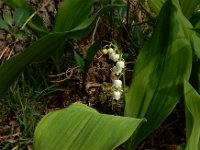 Convallaria majalis 42, Lelietje-van-dalen, Saxifraga-Ed Stikvoort