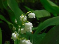 Convallaria majalis 44, Lelietje-van-dalen, Saxifraga-Ed Stikvoort